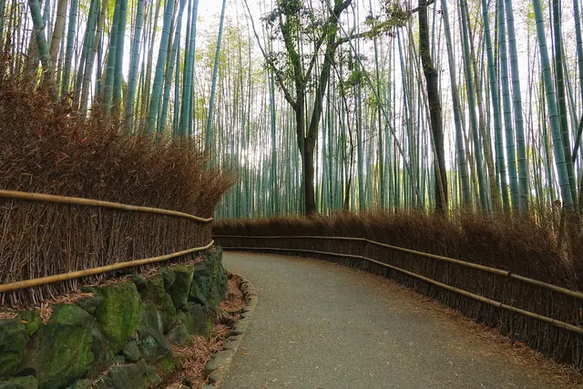 A path curving through tall bamboo between brushwood fences