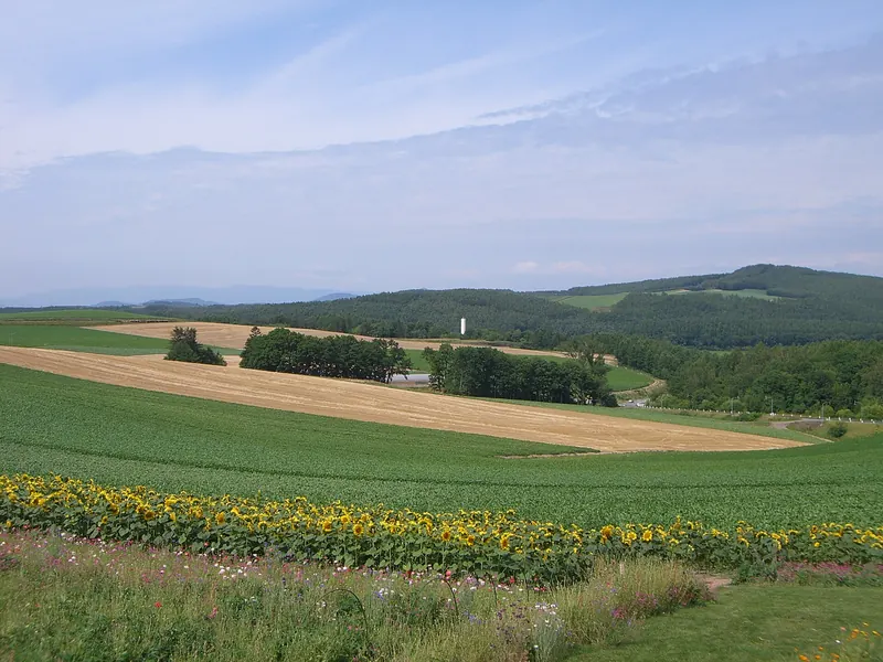 Rolling fields in different shades of green with a strip of sunflowers