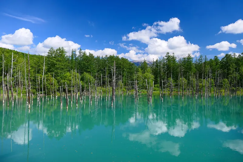 Bare larch trunks standing in turquoise water with green forest behind and a blue sky with white clouds