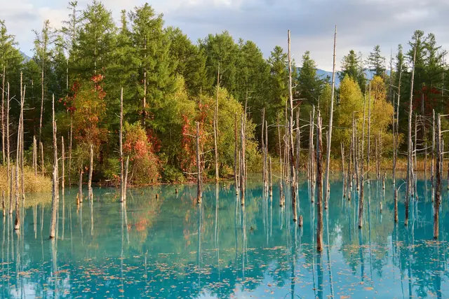 Bare tree trunks in turquoise water with fallen leaves floating on it and trees in autumn colour behind