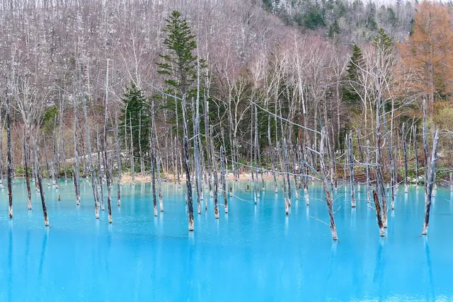 Bare pale tree trunks standing in vivid light-blue water
