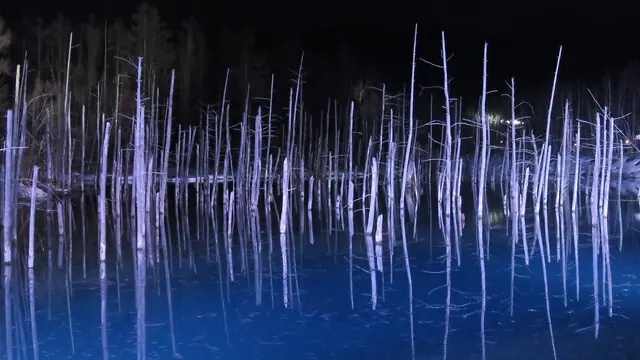 Pale bare tree trunks lit against dark blue water and a black sky