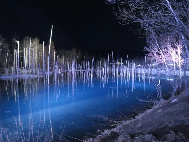 Lit bare trunks standing in dark blue water with a lit tree on the bank at the right