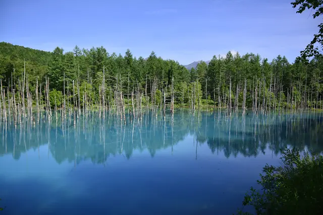 Still water reflecting green forest and bare tree trunks under a blue sky