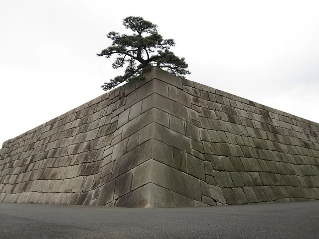 The huge stone base where the keep of Edo Castle once stood, with a pine tree on top