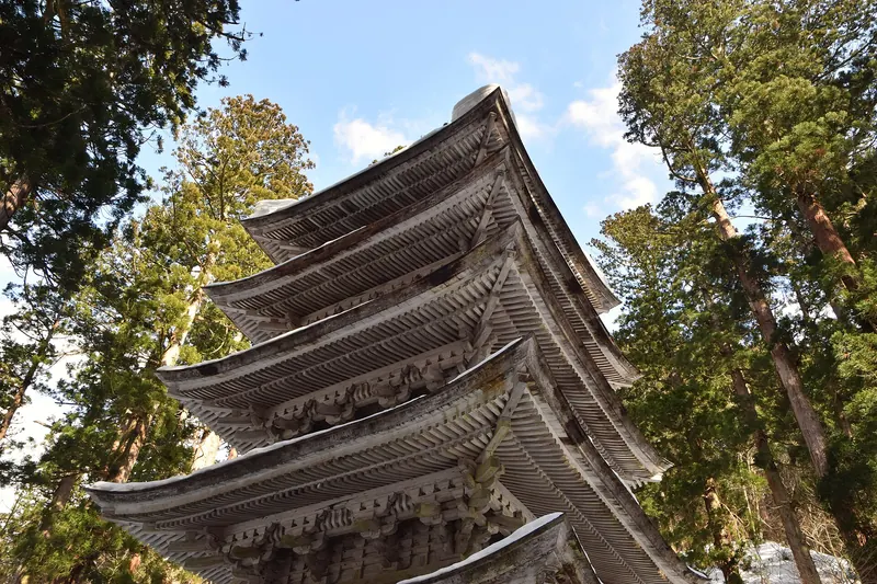 A plain wooden five-storey pagoda seen from below among tall cedar trees