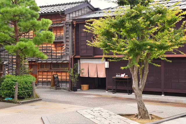 A dark wooden teahouse with a pine tree and a green maple
