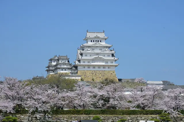 The white keep of Himeji Castle above cherry blossom under a blue sky