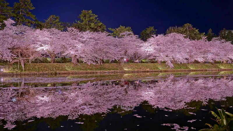 Lit-up cherry trees along a moat of Hirosaki Castle reflected in the water at night