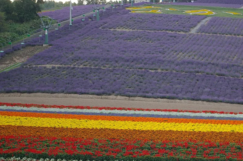 Hillside covered in lavender with a chairlift running up its left side and stripes of red, orange and yellow flowers below