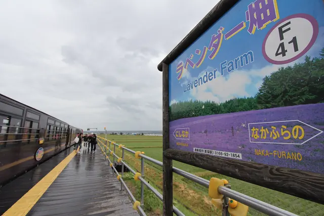 Station name board reading Lavender Farm in Japanese and English beside a wooden platform, with a train stopped and rice fields behind