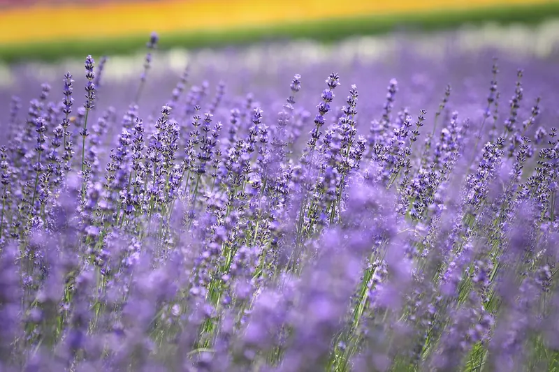 Lavender flower spikes in close-up with a band of yellow flowers out of focus behind
