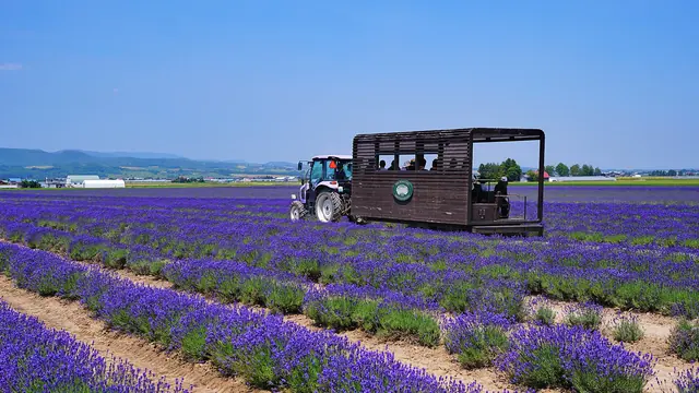 A tractor pulling a roofed wooden passenger carriage through rows of lavender in bloom