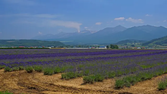 Rows of lavender in bloom stretching towards a mountain range