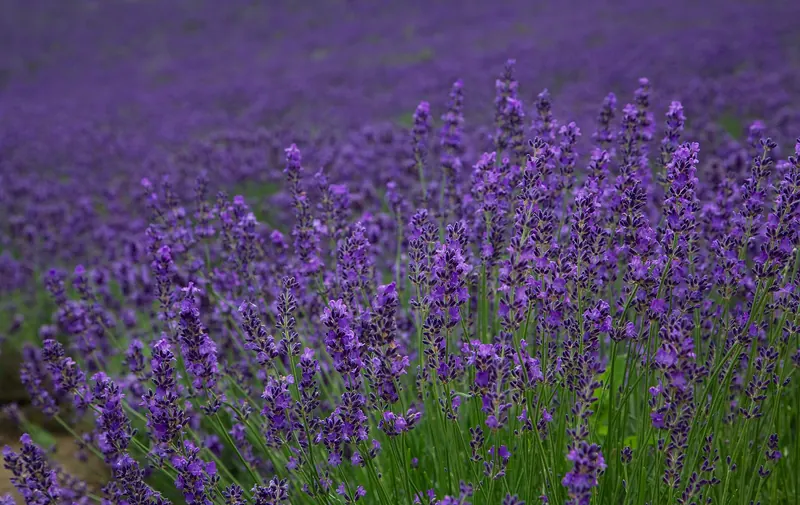 Close view of purple lavender spikes in a field
