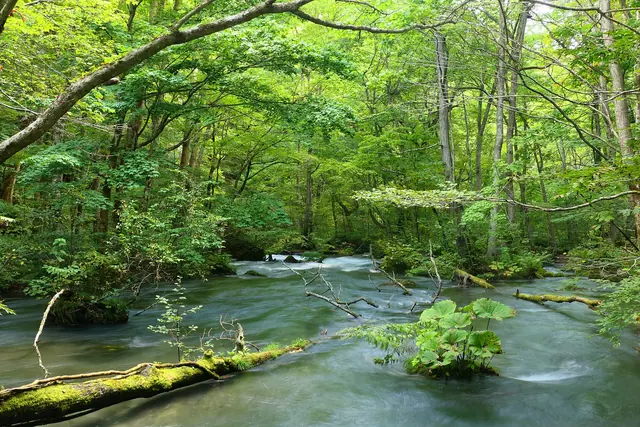 A stream flowing through lush green forest past mossy logs