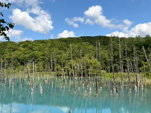 Bare tree trunks standing in pale turquoise water below a green wooded hill, under a blue sky with white clouds