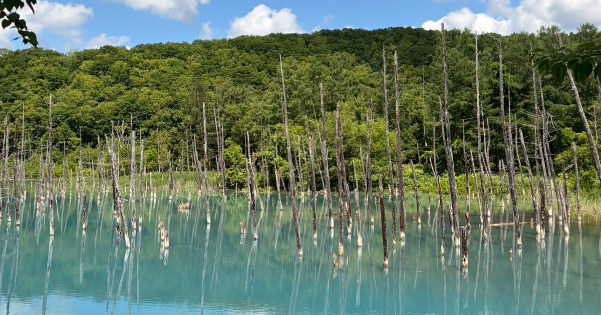 Bare tree trunks standing in pale turquoise water below a green wooded hill, under a blue sky with white clouds