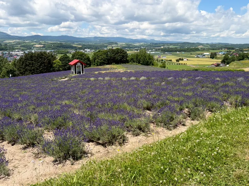 A hillside of lavender with a small red-roofed hut, looking out over farmland and low hills