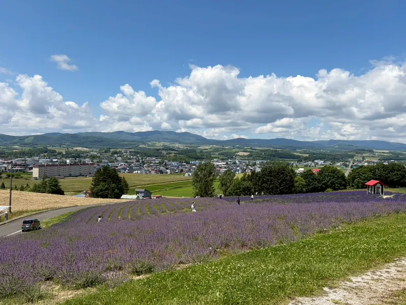 A lavender-covered hill with a small red-roofed hut, above a town with a road at the foot of the slope