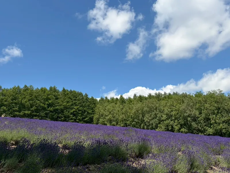 A slope of purple lavender in front of green trees under a blue sky with white clouds