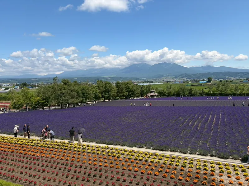 A purple lavender field with rows of yellow, orange and red flowers in front, a small wooden gazebo and a mountain range behind
