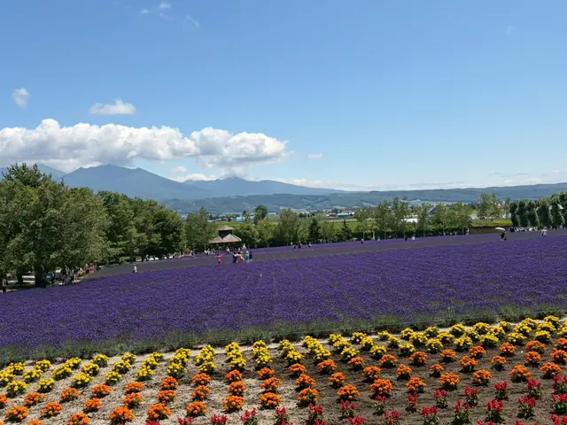 A wide purple lavender field with rows of colourful flowers in the foreground, a wooden gazebo, trees and mountains in the distance