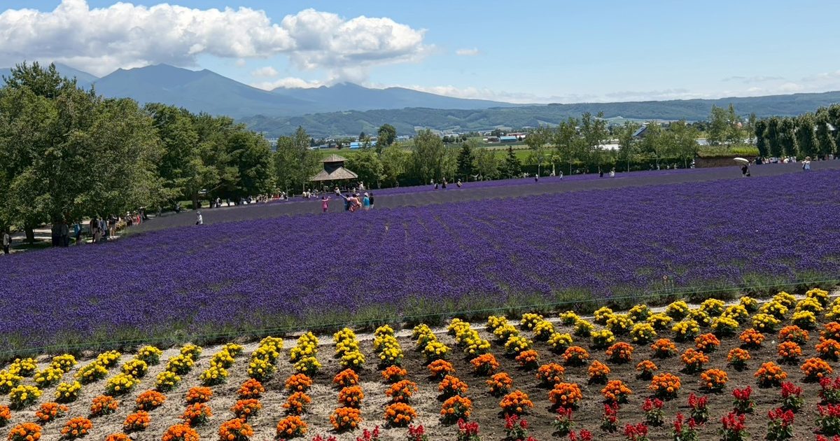A wide purple lavender field with rows of colourful flowers in the foreground, a wooden gazebo, trees and mountains in the distance