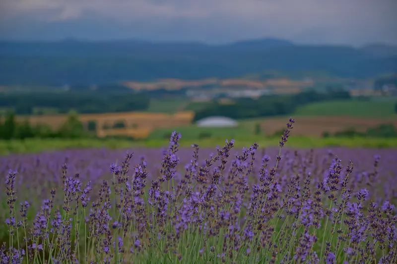 Lavender in the foreground with a valley and hills out of focus behind