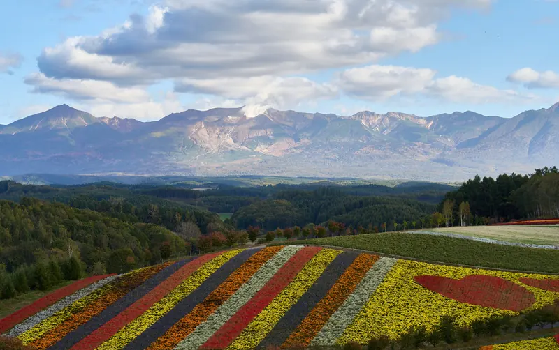 Striped flower fields on a hillside with a mountain range behind
