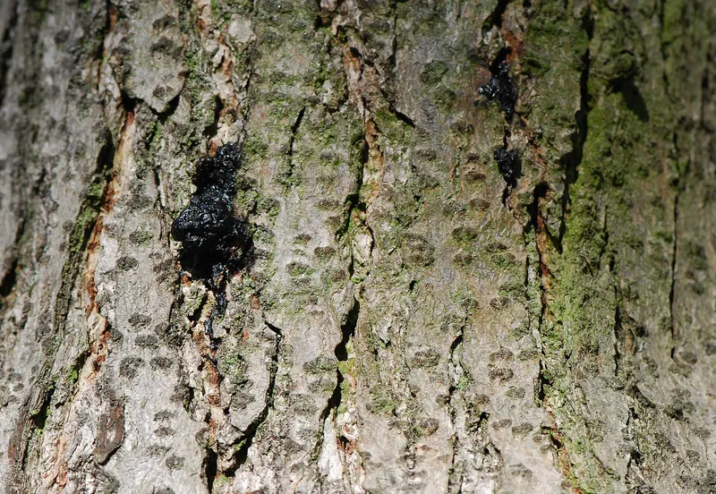 Grey tree bark with a lump of dark dried sap oozing from it